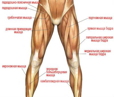 мышцы нижних конечностей