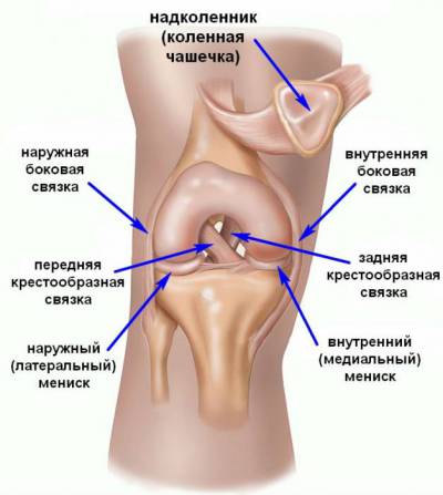 Строение коленного сустава