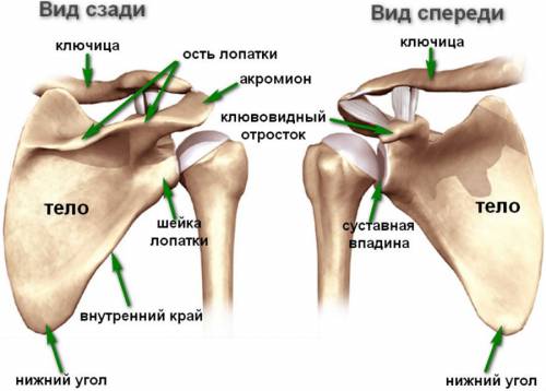 Строение лопатки