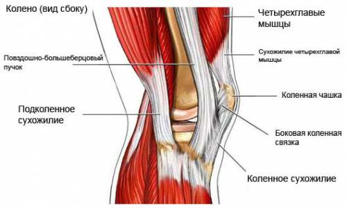 Сухожилия коленного сустава