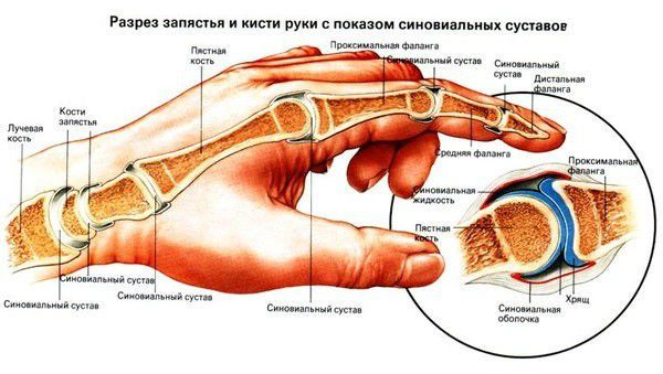 анатомия кисти руки