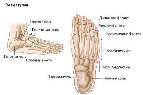 Кости стопы