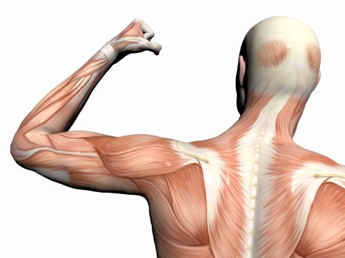 Мышцы тела