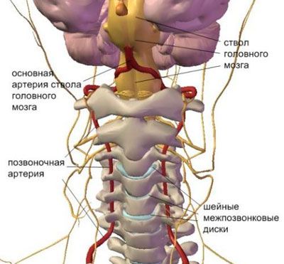 Анатомия позвоночной артерии