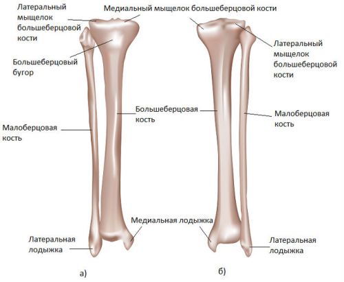 Большеберцовая кость