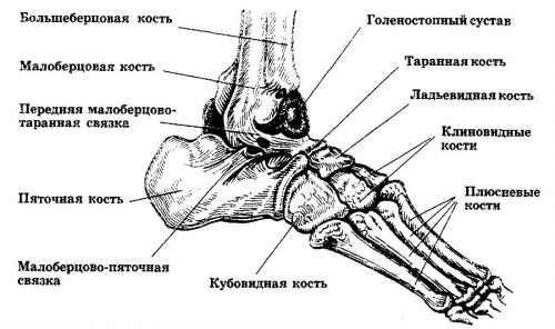 Строение стопы