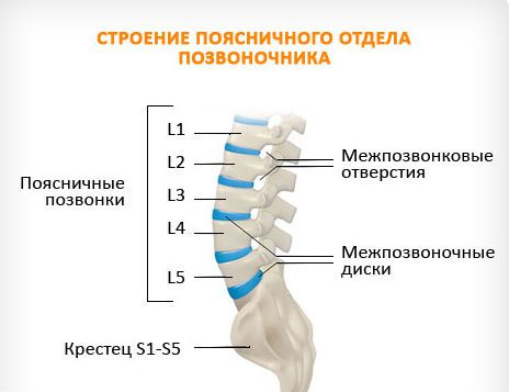 Строение поясничного отдела позвоночника