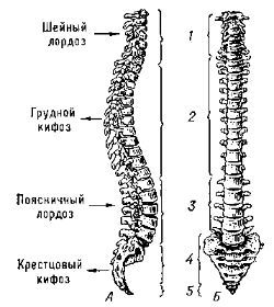 здоровый позвоночник