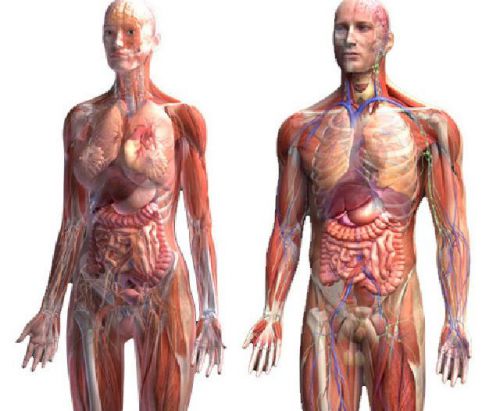 Анатомическое строение человека