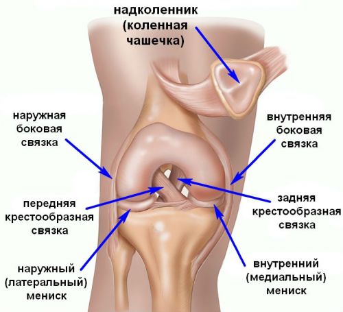 Связки коленного сустава