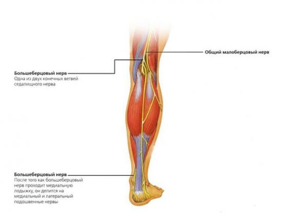 Большеберцовый нерв