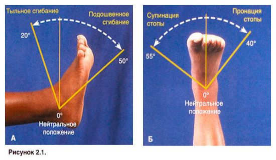 Амплитуда движений в голеностопном суставе