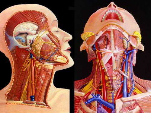 Строение шеи