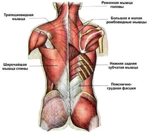 анатомия мышц спины