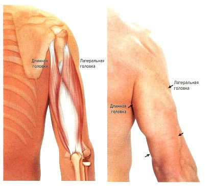 Трехглавая мышца плеча