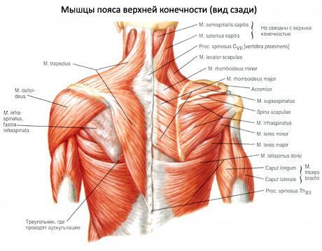 Мышцы плеча