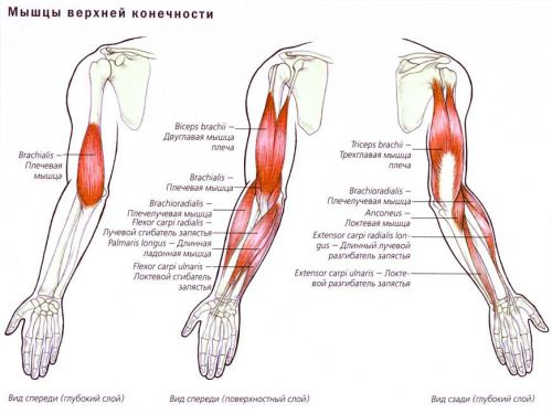 Мышцы верхней конечности