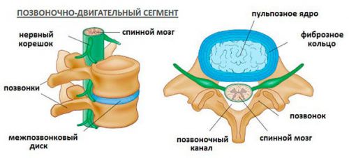 Позвоночно-двигательный сегмент