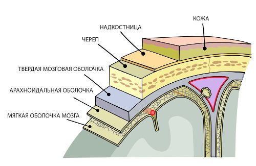 Структура оболочек мозга