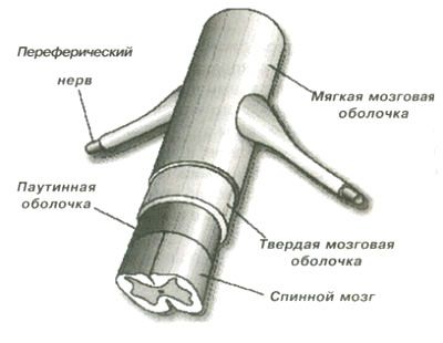 три оболочки спинного мозга