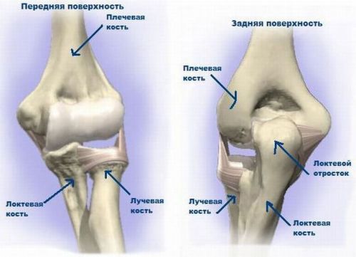 Строение локтевого отростка