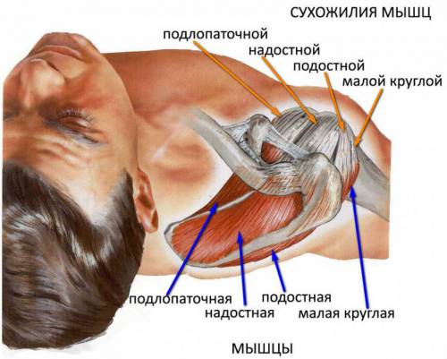 Ротаторная манжета плечевого сустава