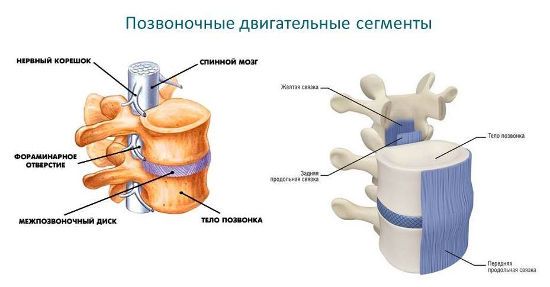 Позвоночный сегмент