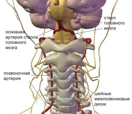 Позвоночная артерия
