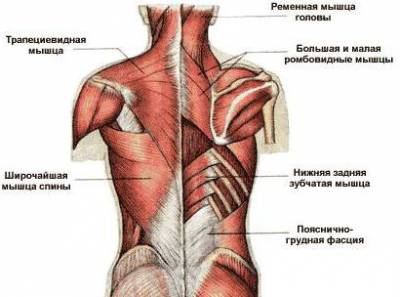 Мышцы спины