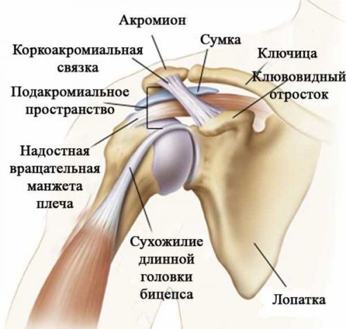 Анатомия плечевого сустава