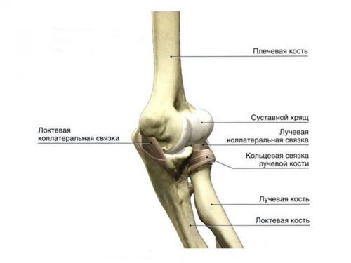 Связки локтевого сустава