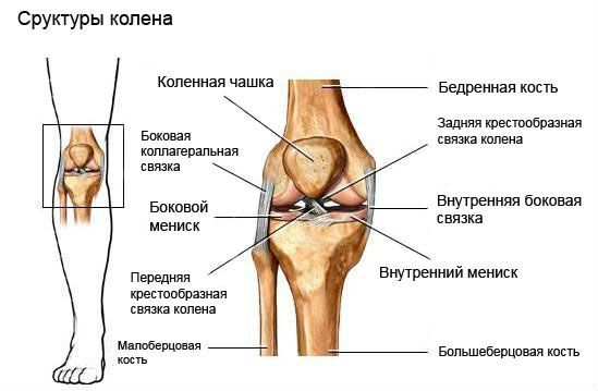 Строение коленного сустава 
