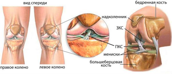Анатомия передней крестообразной связки