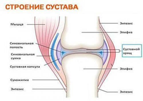 Схематическое строение суставов