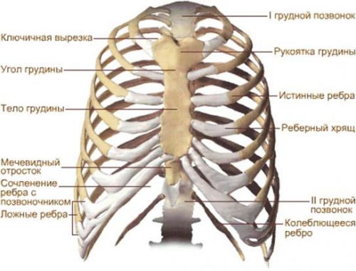 Строение грудной клетки