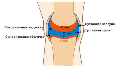 Схема строения сустава