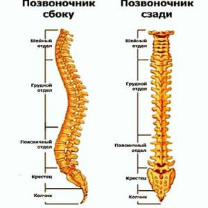 Позвоночник