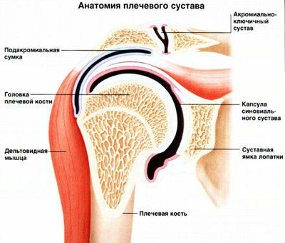 анатомия плечевого сустава