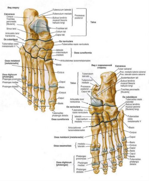 Кости и суставы стопы