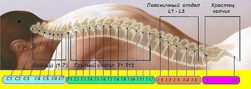 Строение позвоночника