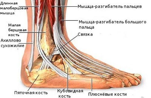 Строение стопы