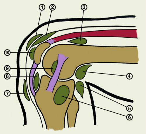 Синовиальные сумки коленного сустава