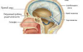 Оболочки спинного и головного мозга