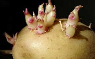 Лечение суставов картофелем и его ростками