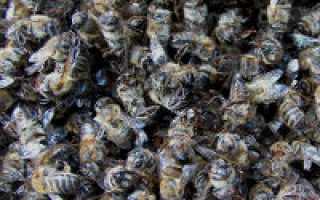 Как можно использовать пчелиный подмор для лечения суставов