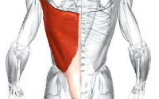Анатомические особенности широчайших мышц спины