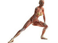 Мышцы и связки тела